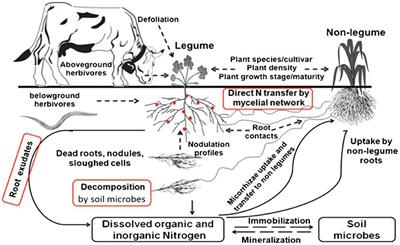 Contribution, Utilization, and Improvement of Legumes-Driven Biological Nitrogen Fixation in Agricultural Systems